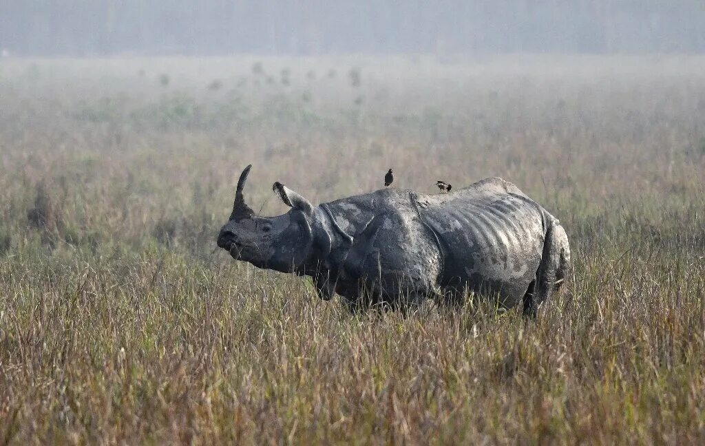 Носорог число. One horned rhino. индийский носорог. rhino photo. save rhino may 1.