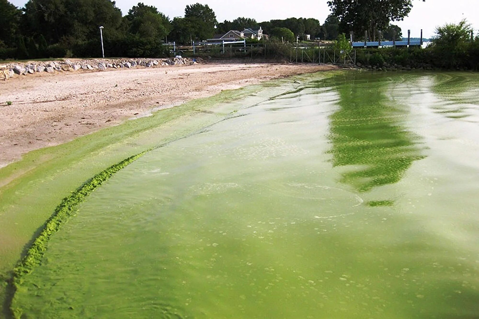 Синезеленые водоросли ядовитые. Цветение воды цианобактерии. Эвтрофикация севана. Почему цветет вода. Цветение воды.