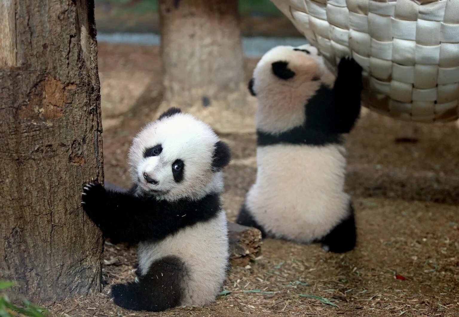 It is a panda