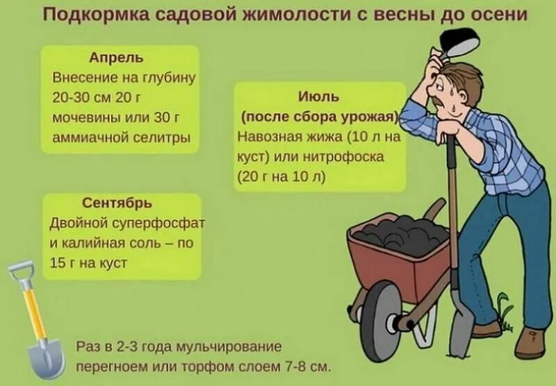 Чем лучше подкормить жимолость. Таблица подкормок жимолости. Подкормка жимолости. Удобрение для жимолости весной. График подкормки жимолости.