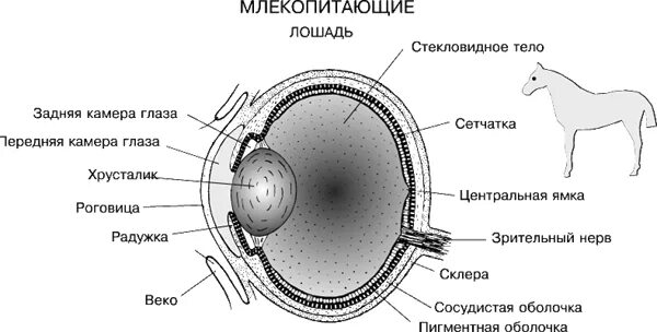 Какие глаза у млекопитающих. Схема строения глазного яблока лошади. схема строения глазного яблока крс. строение зрительного анализатора животных. строение глаза коровы.