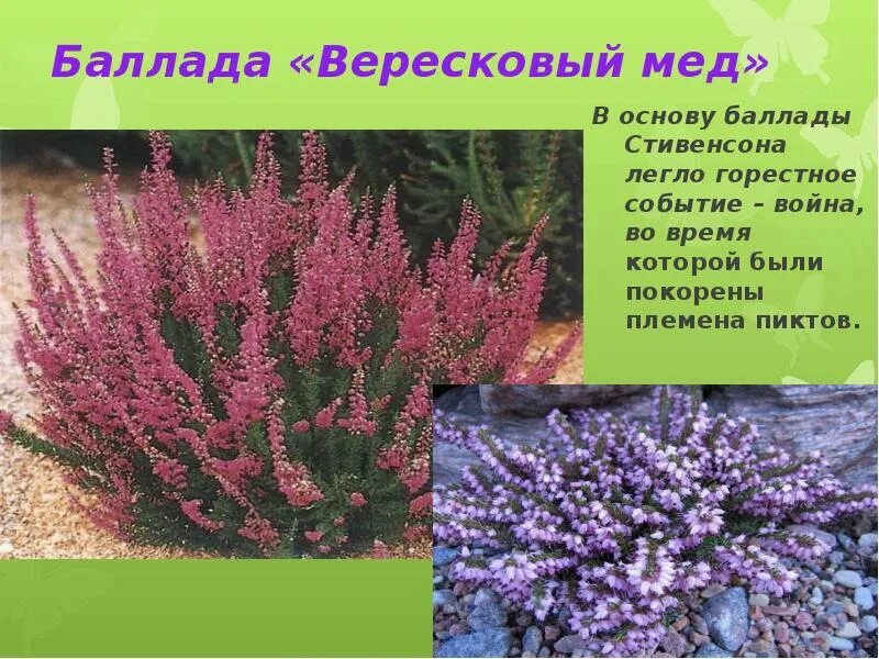 В каком году была написана баллада вересковый. Балладу вересковый. вересковый мёд баллада текст.