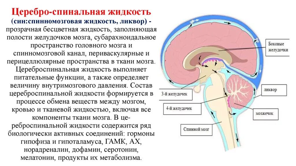 Полости мозга заполнены. Циркуляция ликвора в головном мозге схема. Пути оттока ликвора схема. Движение ликвора в головном мозге схема. Циркуляция ликвора в головном и спинном мозге схема.