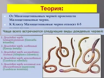 К какой среде относится червь