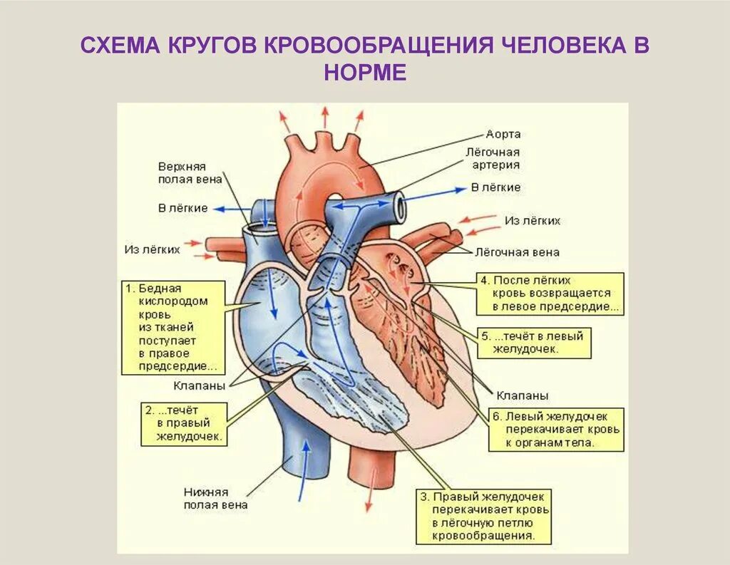 В легкие птиц поступает кровь. Сердце строение анатомия кровоснабжение. Анатомия сердца человека и круги кровообращения. Строение сосудов сердца человека схема. Строение сердца кровоток.