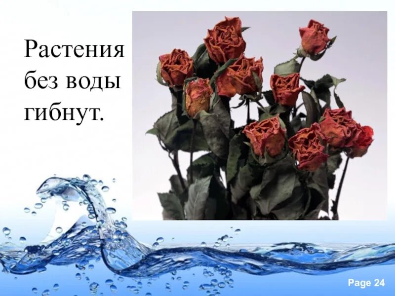 Растения погибнут без воды цветы. Гибнущее растение. Цветы которые долго живут без воды.