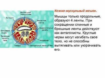 Круглые черви слои мышц