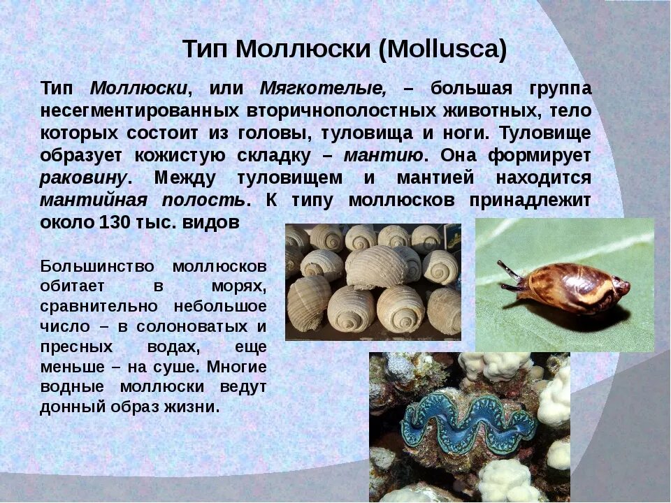 Сообщение о моллюске 7 класс биология. Моллюски презентация. Сообщение про моллюсков. Сообщение о моллюсках. Защита моллюска