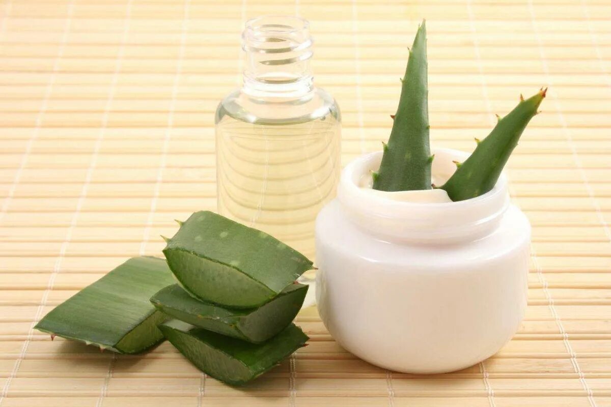 Aloe vera как пользоваться. Алоэ НСП. Алоэ гарипензис.