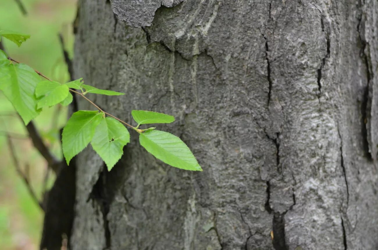 Березка приморская. Береза Шмидта Betula schmidtii. Береза Шмидта (железная береза ). Железное дерево береза Шмидта. Заповедник Кедровая Падь береза Шмидта.