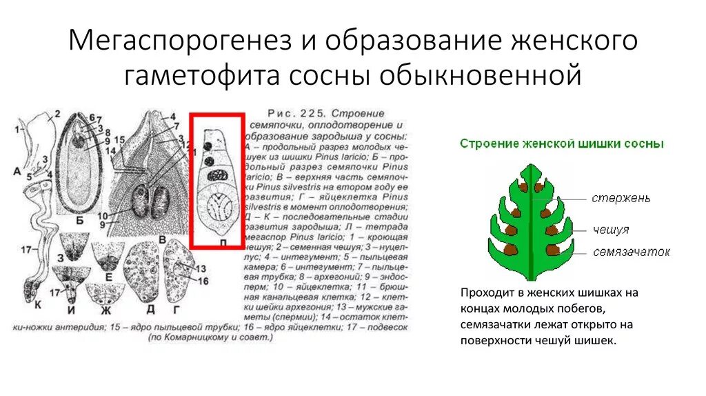 Образование мужской шишки. Мегаспорогенез у покрытосеменных. Строение семяпочки сосны обыкновенной. Гаметофит сосны строение. Стороение женского гаметоита голоч.