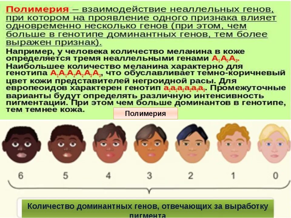 Генотип бывает. Наследование цвета кожи у человека. Цвет кожи человека. Цвет кожи генетика. Задачи по генетике на цвет кожи.