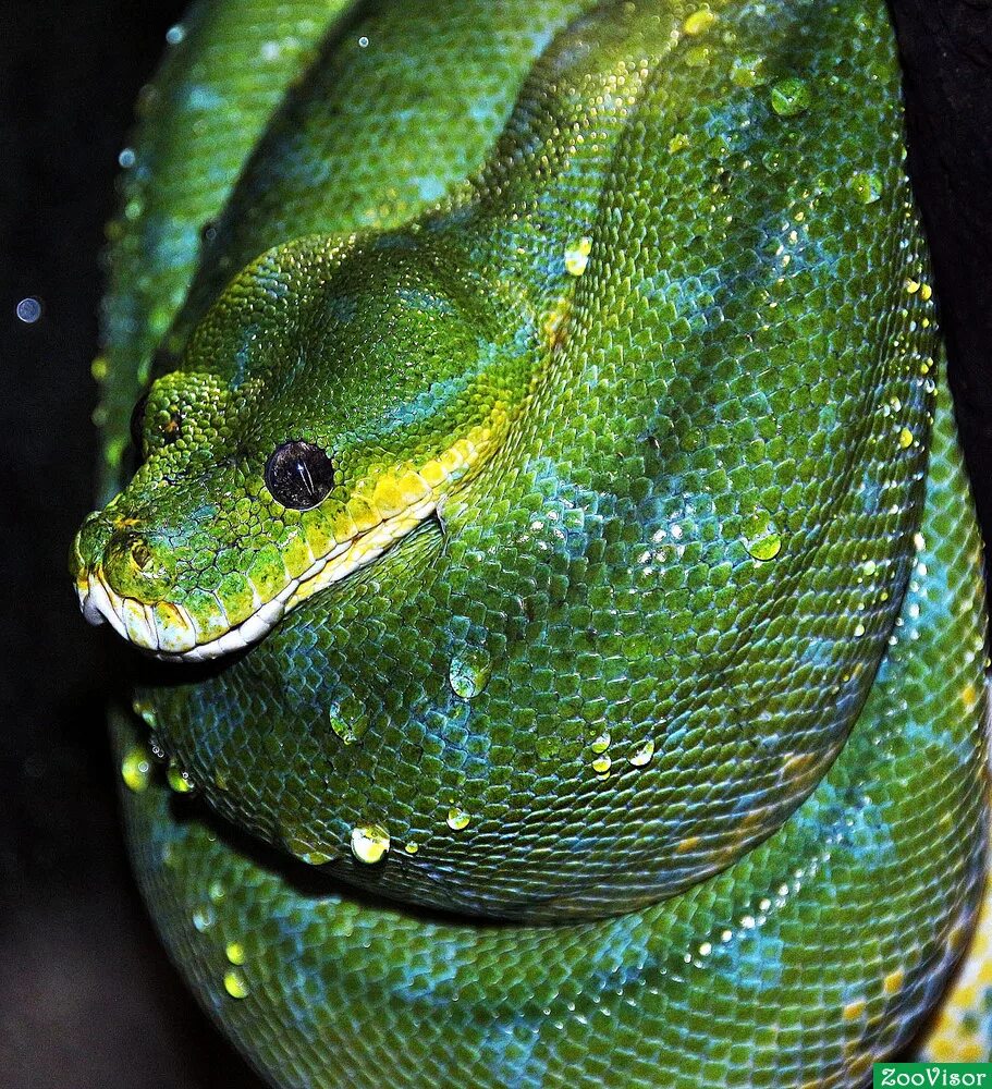 Фотографии python. Зеленый питон. Древесный питон. Зеленый древесный питон. Австралийский зеленый питон.