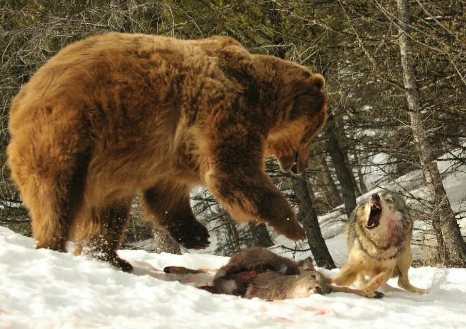 Медведь Гризли против Волков. Дикие звери в природе. Собака вывела из леса медведей