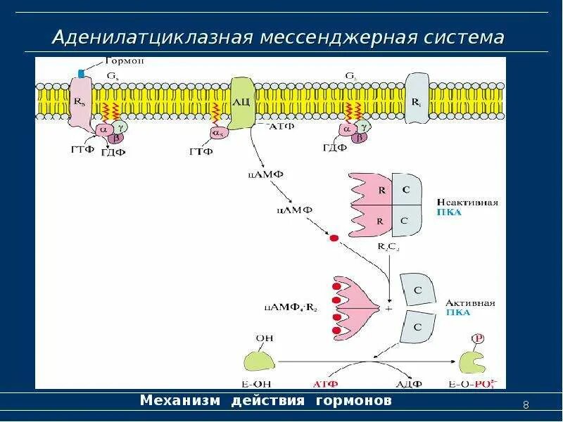Аденилатциклазный механизм гормоны. Схема действия гормонов через аденилатциклазную систему. Мембранный тип действия гормонов схема. Механизм действия аденилатциклазной системы. Аденилатциклазная система передачи сигнала.