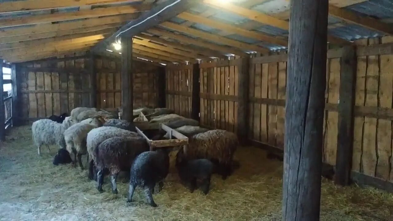 Навес для овец эдильбай. Хлев овец коз баранов. Овчарня хлев. Найти овчарню. Сарай для овец.