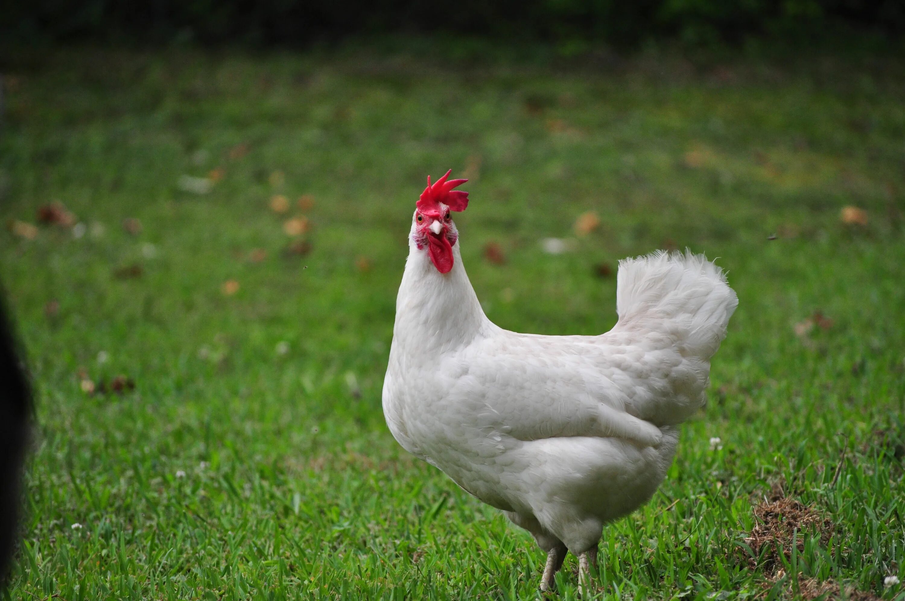 O chicken