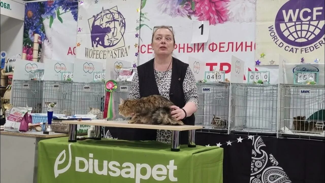 Выставка кошек. Выставка кошек Кемерово. Выставка кошек Ульяновск 2022. Выставка кошек в Москве 2022.