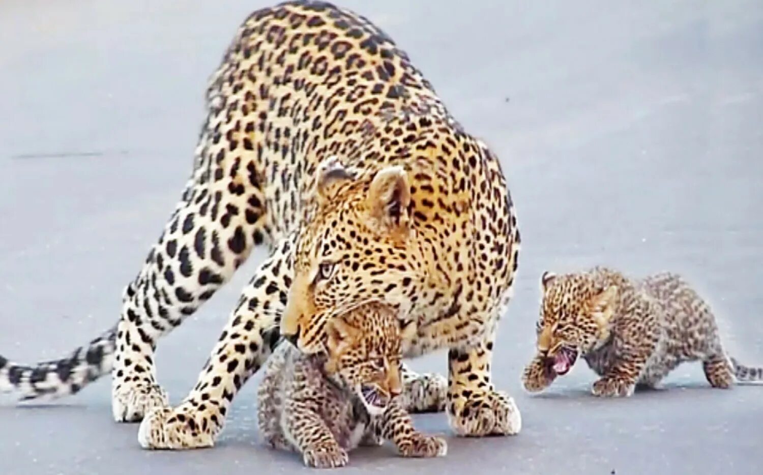 Индокитайский леопард. Видео где леопард. Дальневосточный леопард самка. Переднеазиатский леопард. Переднеазиатский леопард.