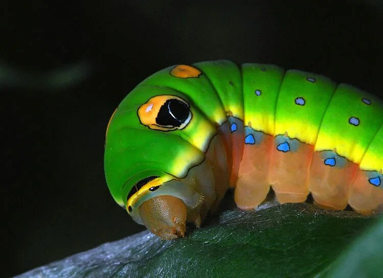 лапки гусеницы. махаон бражник гусеница. луговой мотылек гусеница. махаон бражник гусеница. лесной кольчатый шелкопряд гусеница.