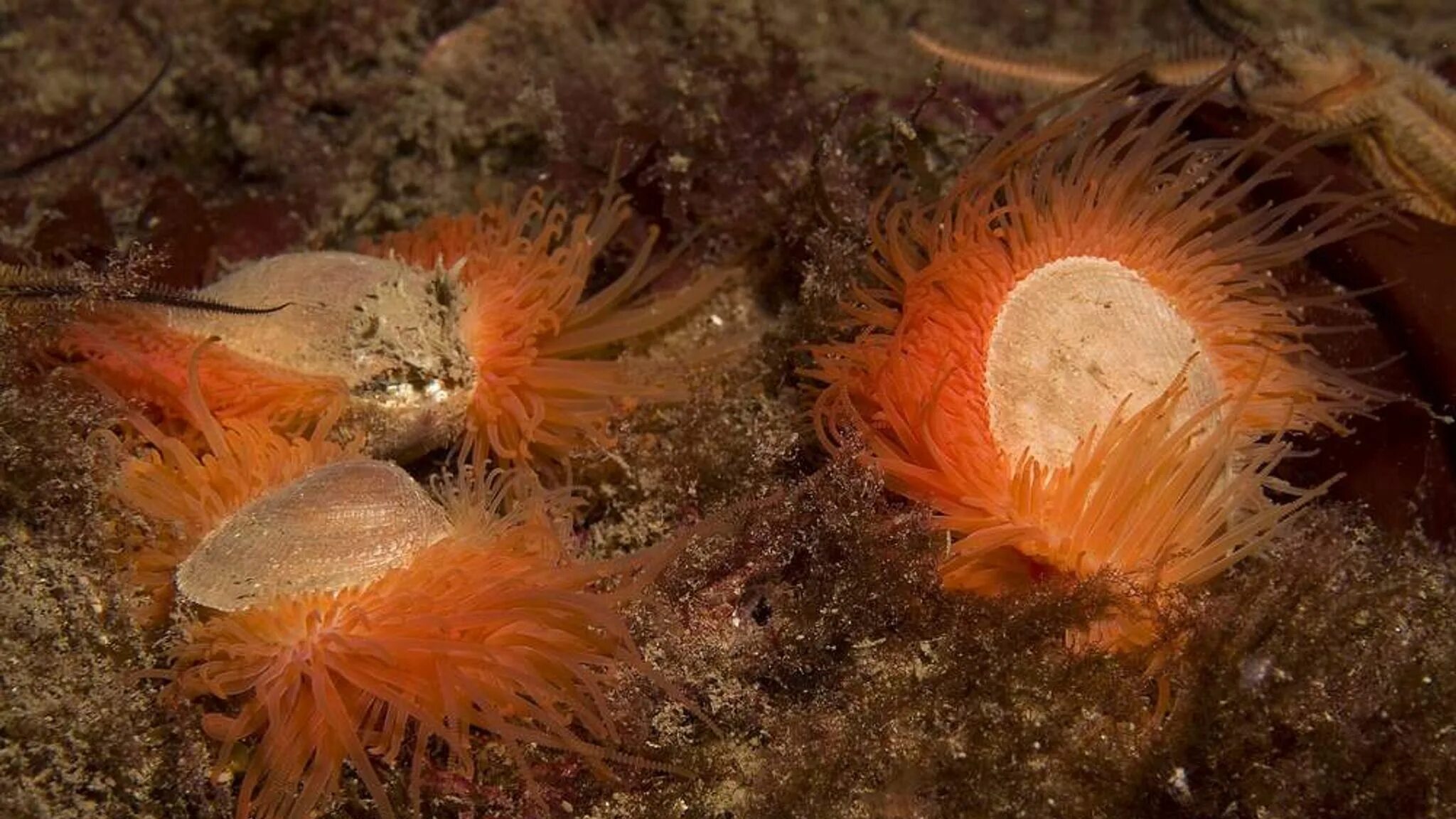 Моллюск Огненный морской гребешок. Оранжевый моллюск. Моллюск Огненный морской гребешок Lima scabra. Друппа оранжевая моллюск.