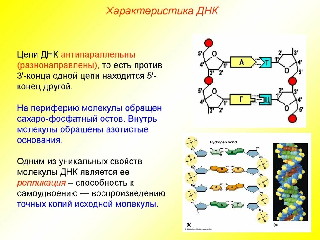 Строение ДНК антипараллельность. Структура цепи ДНК. Синтез нуклеиновых кислот. Типы связи между частями нуклеотида в ДНК И РНК. Нуклеиновые кислоты состоят из молекул