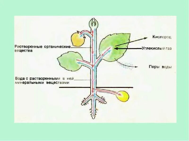 Передвижение органических веществ в растении схема. Схема передвижения воды и питательных веществ. Схема передвижения веществ по стеблю. Схема передвижения питательных веществ по растению. Тест передвижение веществ у растений 6 класс