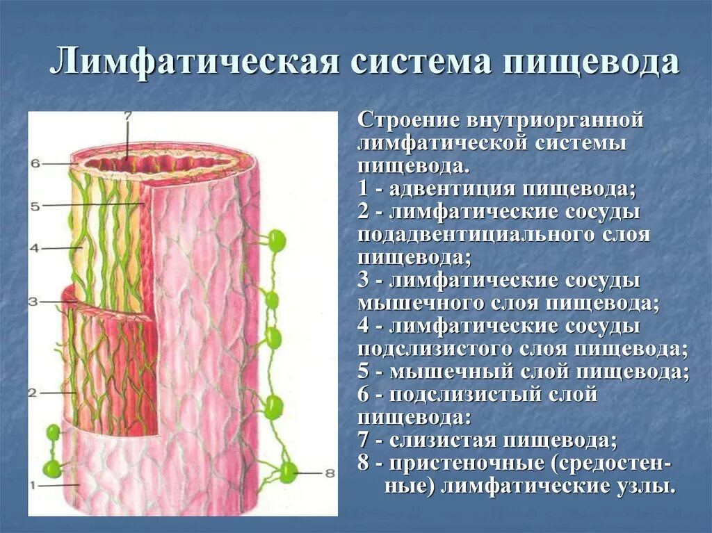 Сосуды пищевода