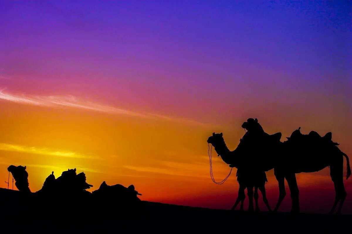 Караван ночью на глазах. Верблюды Караван. Туркменский верблюд Караван. Верблюды в пустыне на закате. Пустыня закат Караван.