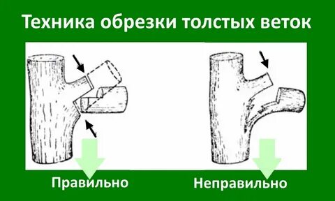 Как правильно спилить ветки