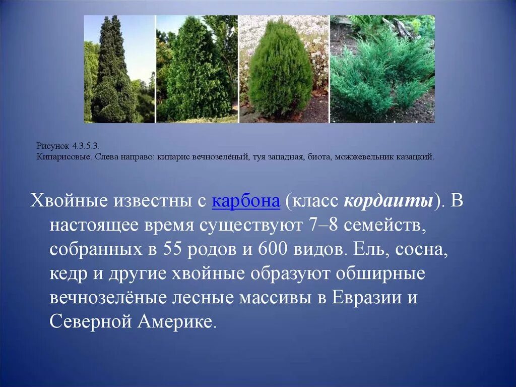 Известно что можжевельник обыкновенный это хвойный. Известно что можжевельник обыкновенный это хвойный. Можжевельник репанда. Известно что можжевельник обыкновенный это хвойный. Можжевельник обыкновенный 'columnaris'.