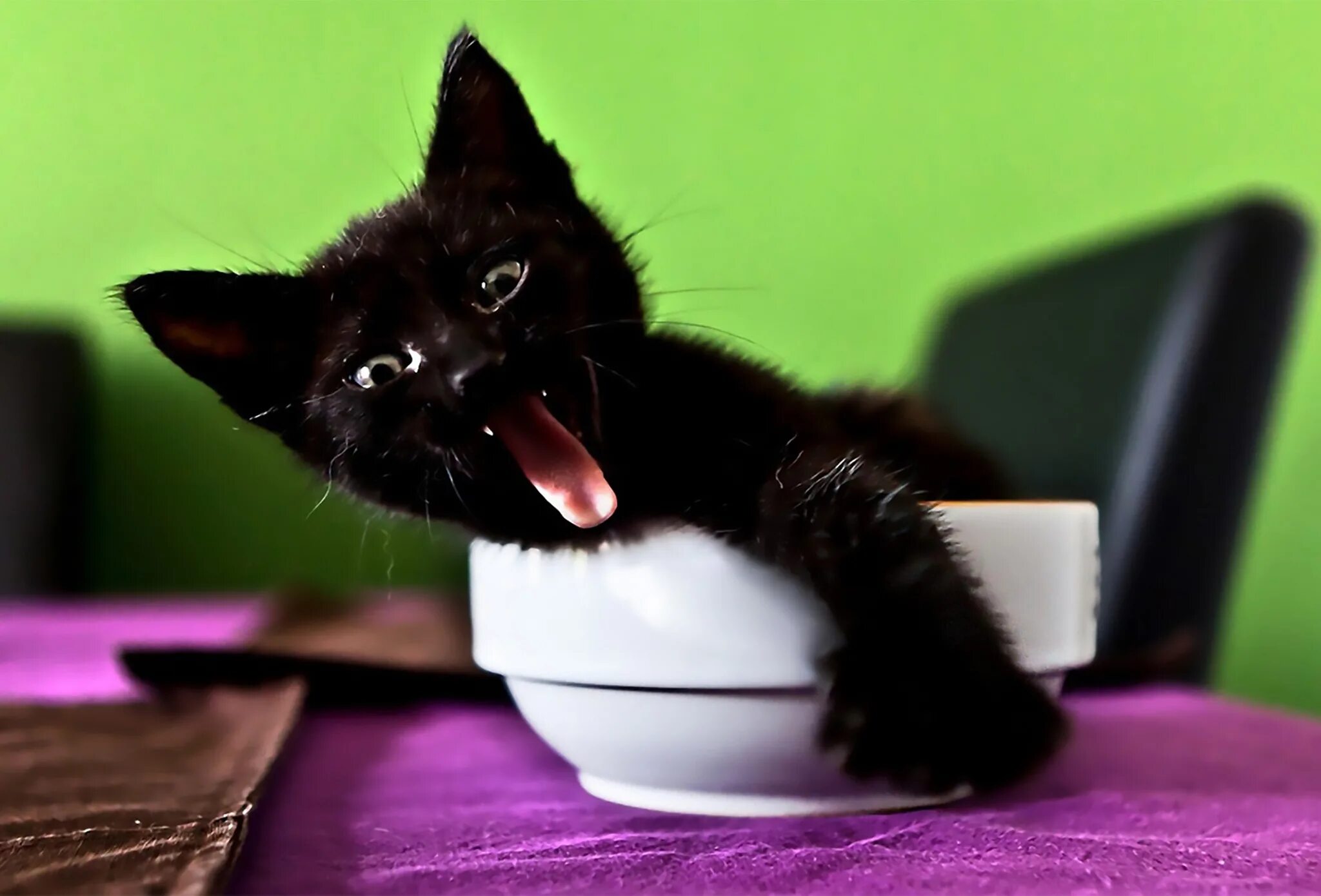 Черный котенок. Доброе утро с черным котиеом. Смешной черный котенок. Доброе утро кот. His cat likes