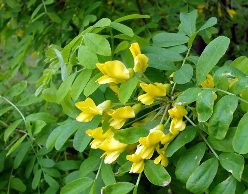 Карагана семейство. Акация желтая caragana arborescens. Карагана семейство. Карагана семейство. Акация карагана.