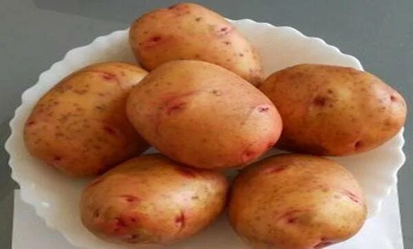 Картофель жуковский ранний сроки созревания