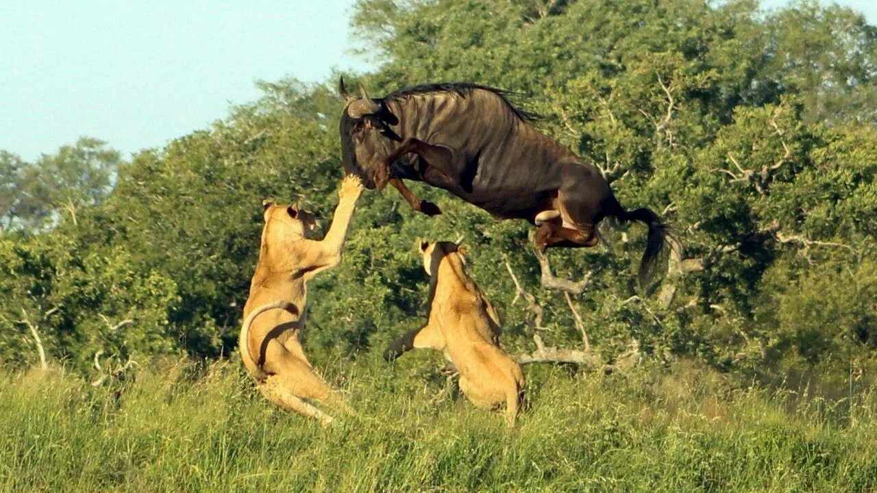 Нападение хищного города. Нападение хищников на животных. Львица охотится. Львица охотится на антилопу.