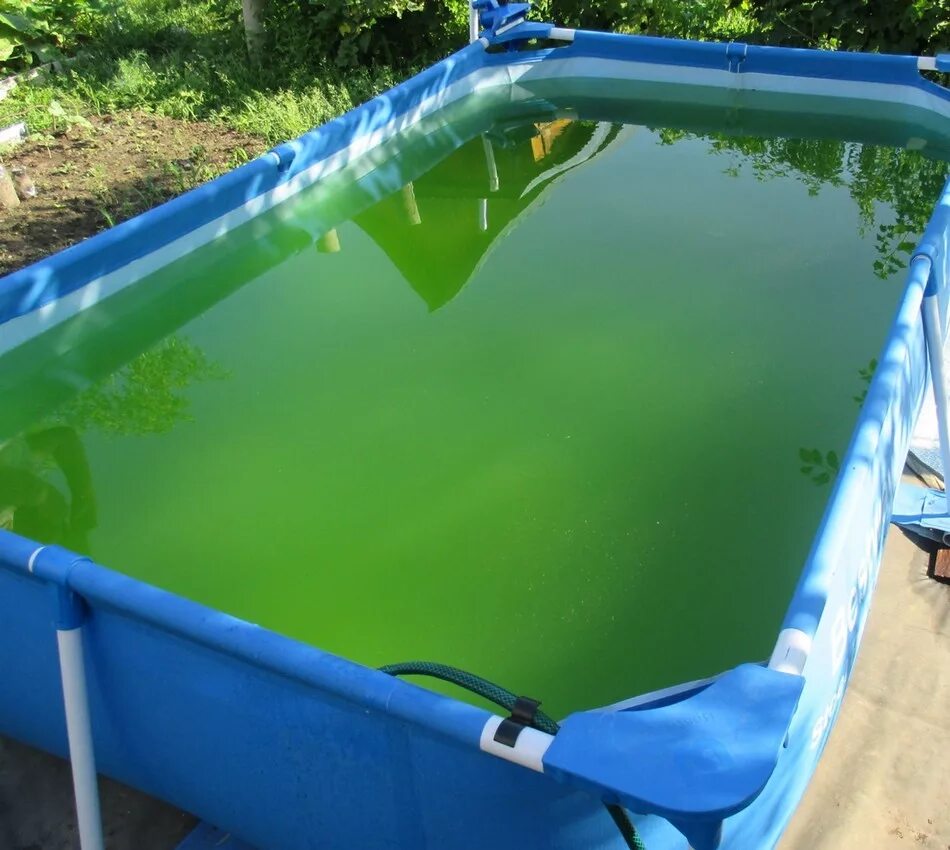 Зеленый бассейн. Зеленая вода в бассейне. Цветение воды в бассейне. Дачный бассейн. Цветущая вода в бассейне