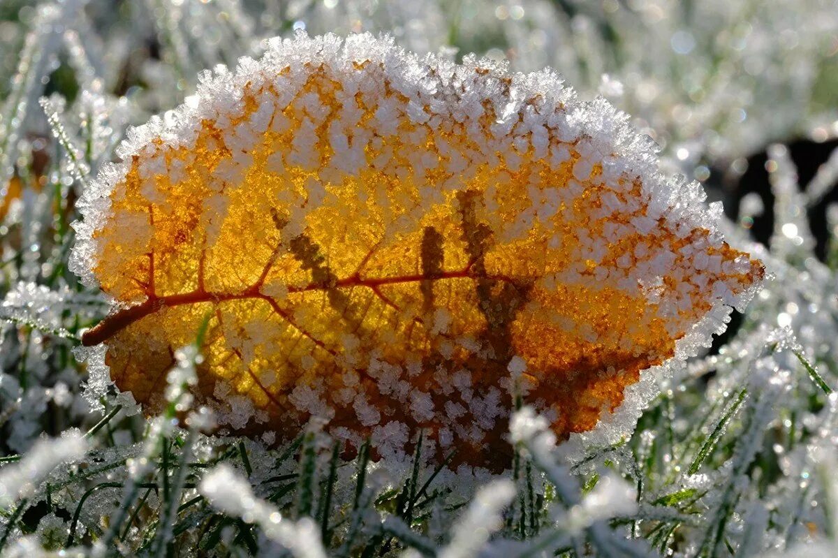 Заморозки ночью есть. Осенние заморозки. Ноябрь природа. Первые заморозки в природе. Ранние осенние заморозки.