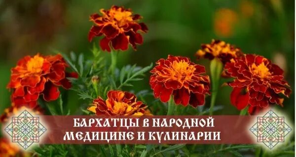 Как пить цветки бархатцев. Как пить цветки бархатцев