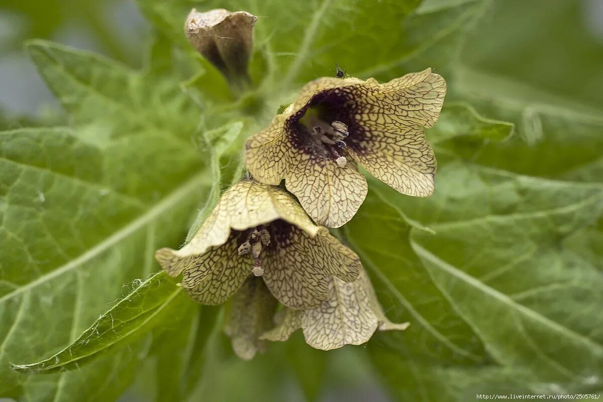 белена ядовитое растение семена. гиосциамус (белена). белена чёрная, дурман, красавка (белладонна). белена чёрная. белена ядовитое растение.