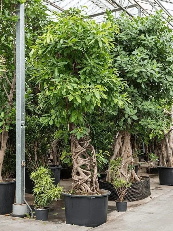 Фикус altissima. Фикус альтиссимо. Фикус altissima. Фикус высочайший -ficus altissima. Фикус альтиссимо.