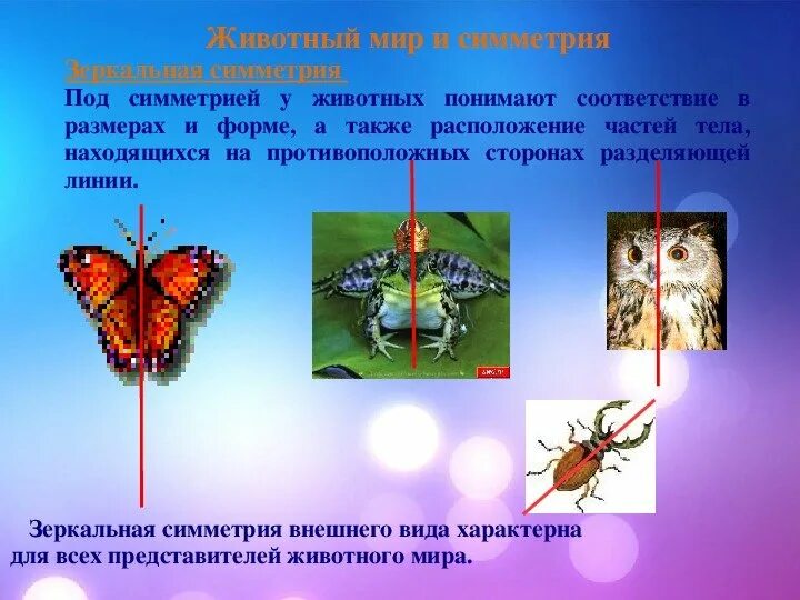 Тип симметрии животного птицы. Двухсторонняя симметрия в природе. Типы симметрии. Симметрия в живой природе. Двусторонняя симметрия у животных.