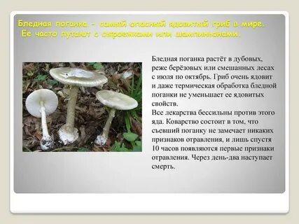 Какое питание у бледной поганки