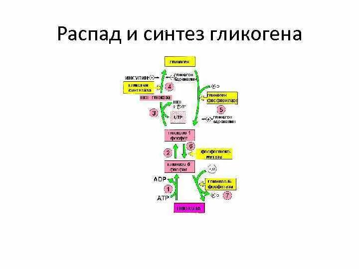 Распад структуры. Синтез и распад гликогена. Синтез и распад гликогена в печени. Распад гликогена биохимия схема. Схема синтеза и распада гликогена.