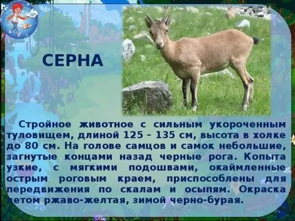 Животные красной книги забайкальского края