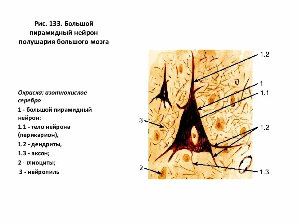 Клетки беца строение. Большие пирамидные клетки. Клетки беца гистология. Клетки беца гистология. Гигантские пирамидные клетки беца.