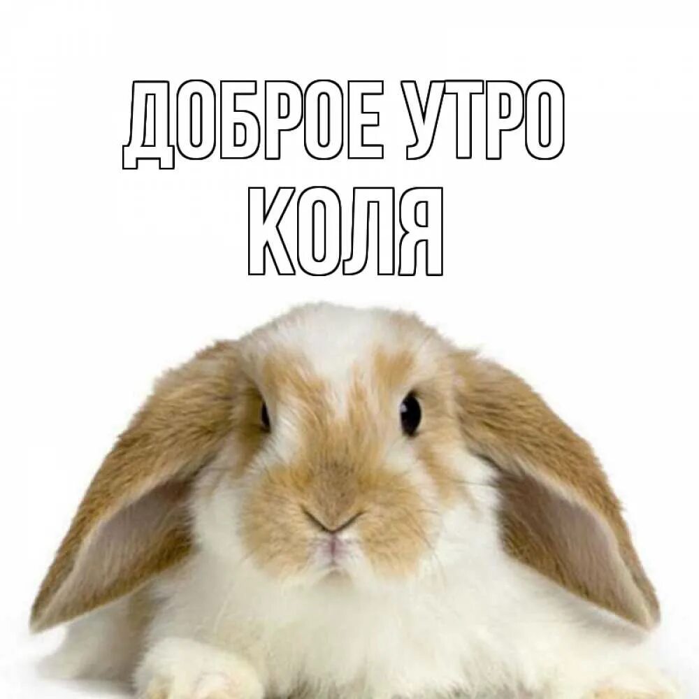 Зая солнышко