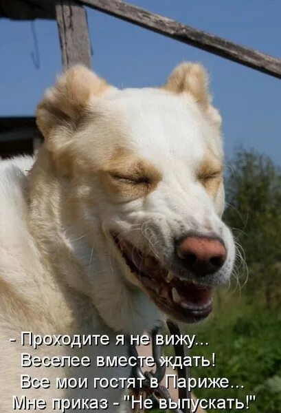 Курсанты полиции. Это не мое колено. Свежая французская булка хрустит, черепушка врага хрусти. Топ мемы 2020. Это не мое колено.