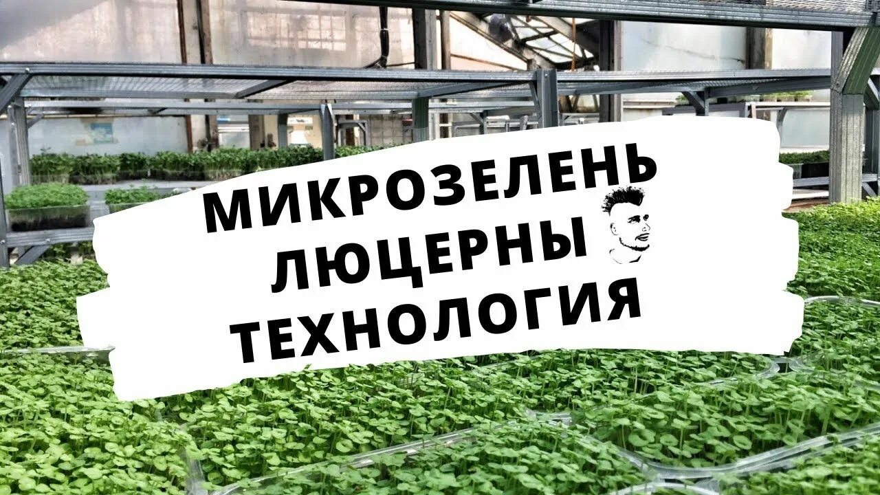 Технология посадки люцерны. Уборка люцерны. Люцерна технология. Люцерна прорастание. Люцерна технология.