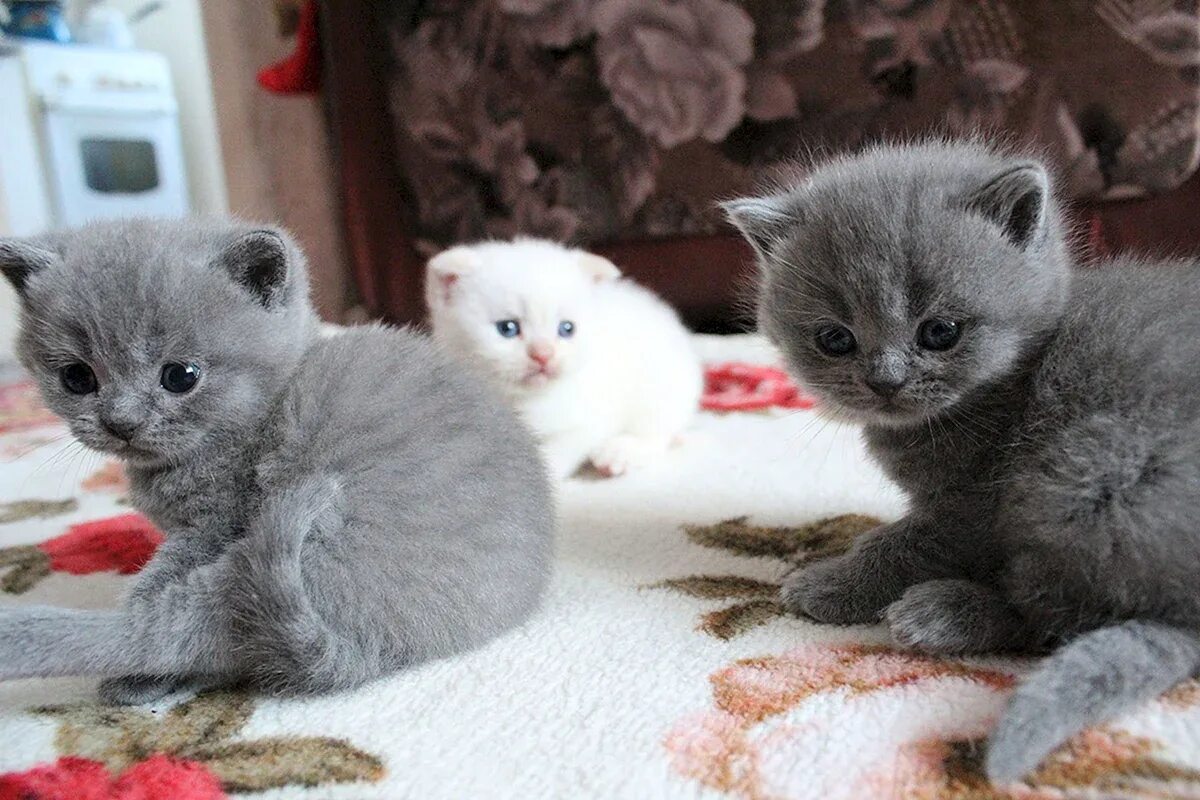 Серый котенок купить. Чистокровный британец котенок. Дымчатый котенок британец. Маленький котенок британец серый. Маленькие котята британцы.