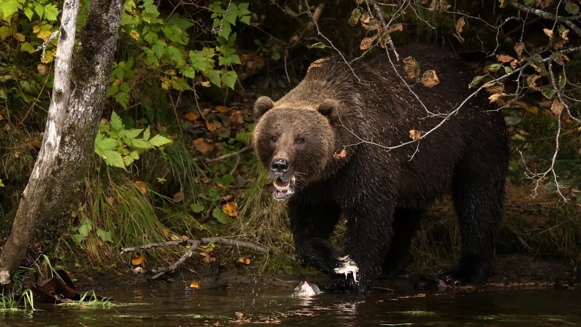 Медведи в болоте. Медведь. Медведь в лесу. Бурый медведь. Медведь осенью.